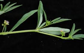 Image result for Gisekiaceae