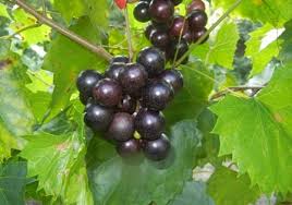 Save with 50 tn nursery coupons, promo codes may 2021. Ison S Nursery Vineyard 6855 Newnan Rd Brooks Ga Nurseries Mapquest
