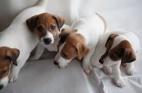 Japanese names can also have a variety of meanings due to the structure of the japanese characters (kanji). 90 Female Jack Russell Terrier Dog Names The Paws