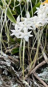 Image result for Rangaeris muscicola