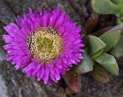 Image result for Carpobrotus