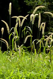 Image result for Setaria kagerensis