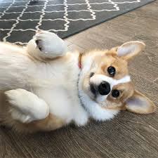 23 likes 2 comments corki princesscorki on instagram saturday feels derp corgi