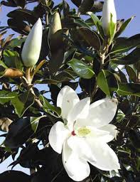 Maybe you would like to learn more about one of these? Magnolia Little Gem Magnolia Tree Landscaping Little Gem Magnolia Tree Magnolia Little Gem