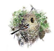 If the baby bird is sparsely feathered and not capable of hopping, walking, flitting, or gripping tightly to your finger, it's a nestling. How To Identify Garden Bird Nests Discover Wildlife