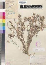 Image result for Helichrysum argyrosphaerum