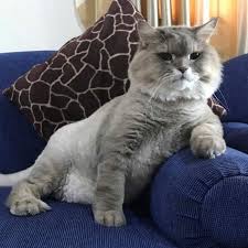 With that appearance, it's no surprise that this. Meet Bone Bone The Big Fluffy Cat From Thailand Who Is Going Viral On Instagram Page 2 Of 4