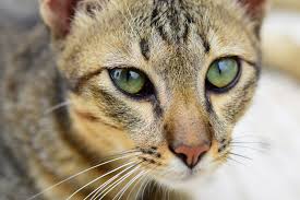 The two main types of worms that infect cats are roundworms and tapeworms. What My Indoor Cats Can Get Worms Baxter Animal Hospital