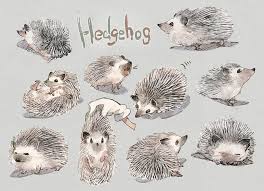 Image result for hedgehogs drawings