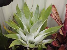 Catopsis Berteroniana By Valerie Honeywood Indoor Bonsai Tree Bushes And Shrubs Indoor Bonsai