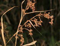Image result for Hyparrhenia cymbaria