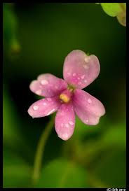 Image result for Impatiens zombensis