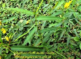 Image result for Chamaecrista mimosoides