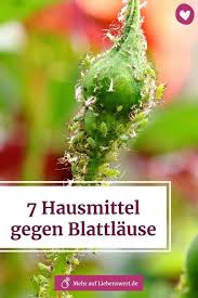 7 Home Remedies For Aphids In 2020 Mit Bildern Pflanzen Schadlinge Im Garten Hausmittel Gegen Blattlause