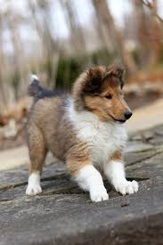 Check out our pug pugs pug puppies selection for the very best in unique or custom, handmade pieces from our shops. Akc Rough Collie Breeder With Champion Bloodlines In Union Lake Michigan Hoobly Classifieds Sheep Dog Puppy Rough Collie Sheltie Puppy