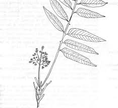 Image result for Lovoa swynnertonii