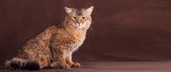 Somali) ist eine katzenrasse mit halblangem fell. Somali Katze Rasseportrait