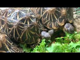 Put the verbs in brackets into the correct form.(поставьте глагол в скобках в нужную форму) 1) bears ………. Indian Star Tortoise Care Sheet Diet Habitat Lifespan Size Setup