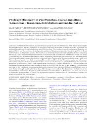 Image result for Equilabium laxiflorum