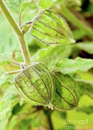 Image result for Physalis angulata