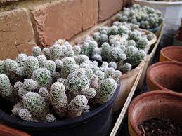 The toronto cactus & succulent club's annual show & sale is held on the first weekend in june at allan gardens conservatory, in the learning centre greenhouses, the main entrance is on the south side of carlton. Cacti And Succulent Show Mount Waverley Community Centre Melbourne