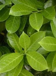 We did not find results for: Laurier Cerise Laurier Palme Rotundifolia Prunus Laurocerasus Le Jardin Du Pic Vert