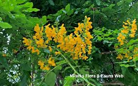 Image result for Pterocarpus lucens
