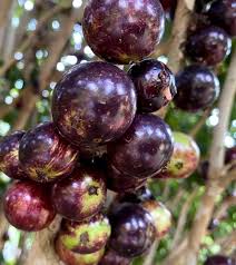 Image result for Jamesbrittenia albobadia