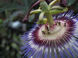 Join our friendly community that shares tips and ideas for gardens, along with seeds and plants. Ants And Passiflora