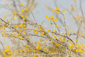 Image result for Acacia erioloba