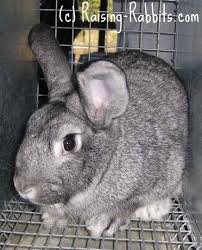 Standard Chinchilla Rabbit Pet Rabbit Care Rabbit Breeds Pet Rabbit