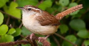 Backyard Birds Of Pa Identification Carolina Wren C Kelly Colgan Azar Pennsylvania June 2010 Http Www Flickr Com Photos Puttefin 4697911602 Backyard Birds Beautiful Birds Wren