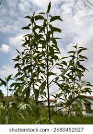 Image result for Garcinia kingaensis