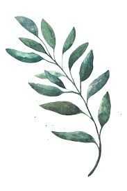 Watercolor Painting Leaf Drawing Watercolor Leaves 600 898 Transprent Png Free Download Plant Leaf Tree Watercolor Plants Plant Drawing Watercolor Leaves