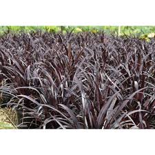 Image result for Crinum rautanenianum