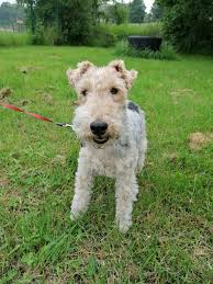 Er war die letzten jahre immer kaputter, und uns wurde klar das wir ihn bald einschläfern müssten. Tierheim Herne Wanne Update Queeny Hat Ein Tolles Zuhause Gefunden Wenn Das Hier Nichts Wird Lass Ich Ihn Einschlafern Nach Dem Betrachten Der Unterkunfte Der Kommt Mir Hier Nicht In So Einen