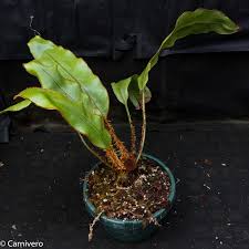 Image result for Elaphoglossum acrostichoides