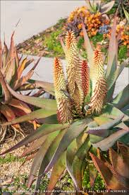 Image result for Aloe aculeata × ortholopha