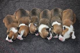 Mom is a tri colored and dad is white and yellow. Akc Pembroke Welsh Corgi Puppies Born 10 28 15 For Sale In Salem Oregon Classified Americanlisted Com