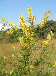 Image result for Eriosema psoraleoides