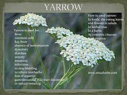 Yarrow Plant Herbalism Yarrow Healing Herbs