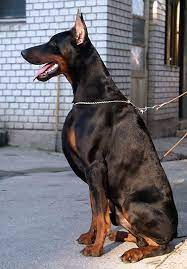 Altobello Dobermann Kennel - Intch Phantom Di Altobello Doberman Pinscher Dog Doberman Dogs