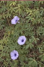 Image result for Ipomoea venosa
