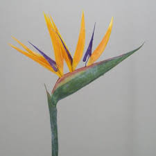 Artificial Bird Of Paradise Flower Arrangement Uk Artificial Birds Of Paradise Large B001 A3 In 2020 Artificial Birds Artificial Flowers And Plants Artificial Flowers