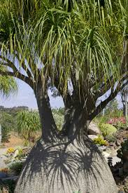 Image result for Beaucarnea recurvata