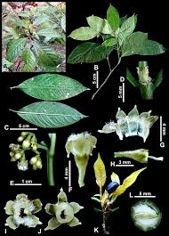 Image result for Chazaliella abrupta