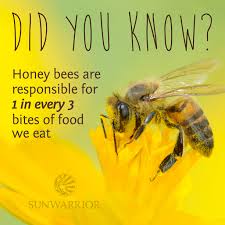 Did you know? #honeybees