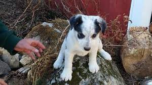 If you're wondering whether the border heeler's temperament, care requirements, and health is something you can deal with, then keep scrolling to find out. 9 Week Old Aggressive Blue Heeler Aussie Mix Puppy