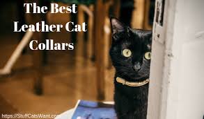 The 15 Best Leather Cat Collars 2021 Safe Fashionable
