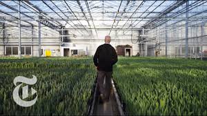 By barry marshall on january 19th. Aalsmeer Flower Auction Fights The Clock The New York Times Youtube